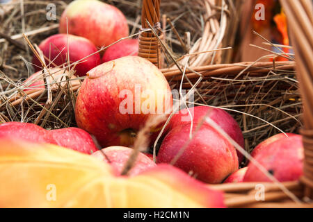 Rote Äpfel in Weidenkörbe auf Heu. Herbst und Thanksgiving-Szene. Stockfoto
