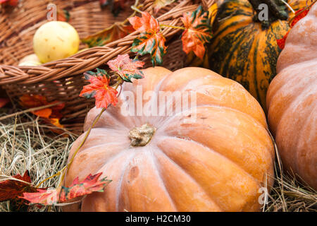 Kürbisse auf Heu und Äpfel in Weidenkörben. Dekorative künstliche Blätter. Herbst, Erntedankfest, Halloween Stockfoto