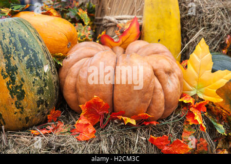 Beige, gelb-grüne Farbe Kürbisse auf Heu. Dekorative orange künstliche Blätter um. Herbst, Erntedankfest, Halloween Stockfoto