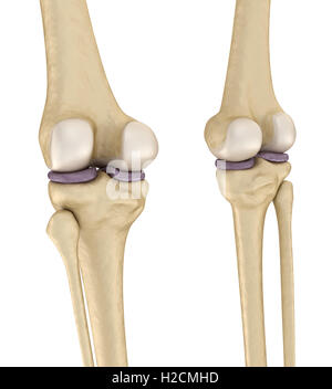 Knie Anatomie. Isoliert auf weiss. Medizinisch genaue 3D-Illustration Stockfoto