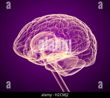 X-ray Gehirnscans, medizinisch genaue 3D-Illustration Stockfoto