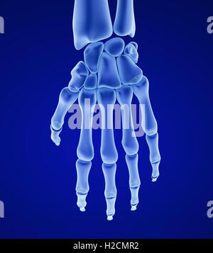 Menschlichen Handgelenk Anatomie. XRAY-Ansicht. Medizinisch genaue 3D-Illustration Stockfoto