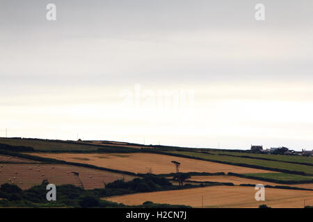 Blick entlang der Küste von Felsen in der Nähe von Padstow, Cornwall Stockfoto