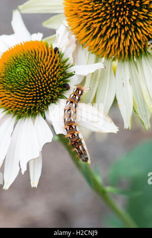 Acronicta Rumicis. Knot Grass Moth Raupe Fütterung auf einer Echinacea Blume. UK Stockfoto