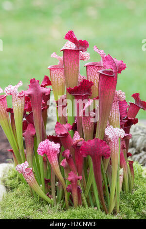 Sarracenia x farnhamii. Krug Pflanzen. Fleischfressende Pflanzen in einem Garten. Stockfoto