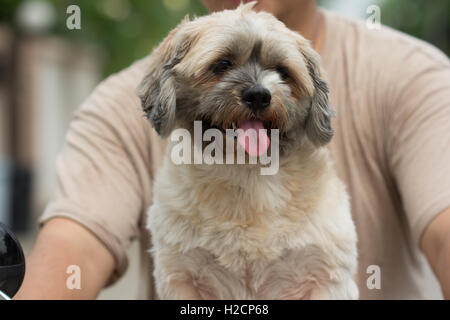 Hund sitzt auf dem Fahrrad gehen, Reisen Stockfoto