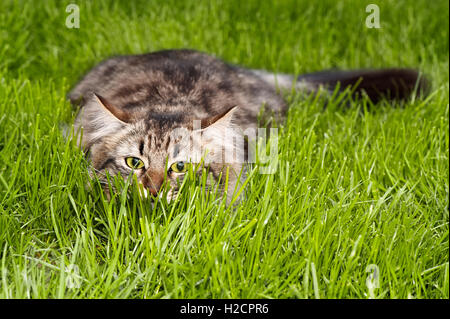 Eine verspielte Tabbykatze im grünen Gras, mit nach vorne gerichteten Augen, die einen Blick von intensiver Neugier oder Jagdverhalten gibt. Stockfoto