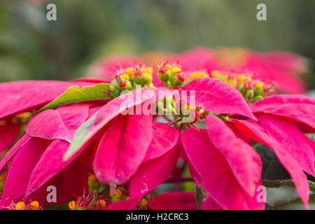 Rot Weihnachten Blume Weihnachtsstern hautnah. Stockfoto