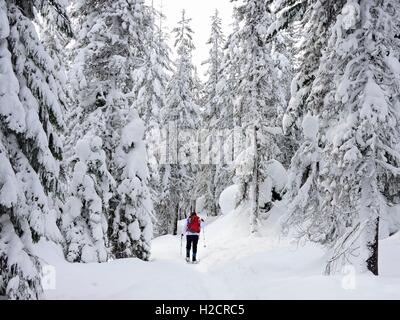 Ein Wanderer auf Schneeschuhen geht Schnee bedeckten roten Zedern in der Bennett-Pass am Mount Hood National Forest in der Nähe von Hood River, Oregon. Stockfoto