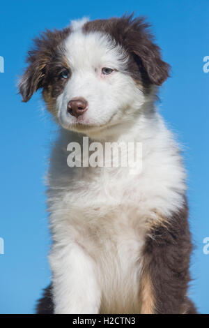 Acht Wochen alte Red Tri Australian shepherd Hund, Welpe Stockfoto