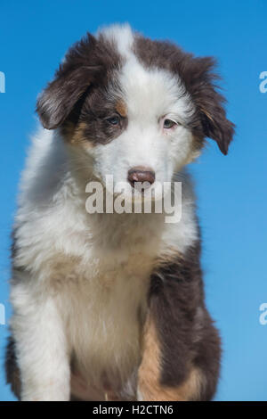 Acht Wochen alte Red Tri Australian shepherd Hund, Welpe Stockfoto