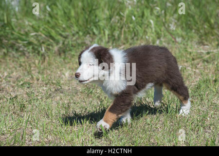 Acht Wochen alte Red Tri Australian shepherd Hund, Welpe, laufen Stockfoto