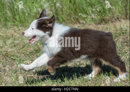 Acht Wochen alte Red Tri Australian shepherd Hund, Welpe, laufen Stockfoto