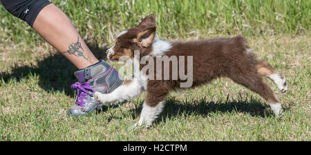 Acht Wochen alte Tri Merle Australian Shepherd Hund, Welpe, laufen neben Besitzer mit tätowierten Bein Stockfoto