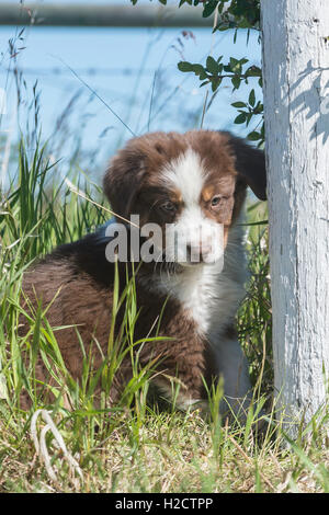 Acht Wochen alte Red Tri Australian shepherd Hund, Welpe Stockfoto