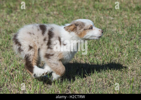 Acht Wochen alte Red Merle Australian Shepherd Hund, Welpe, laufen/spielen Stockfoto