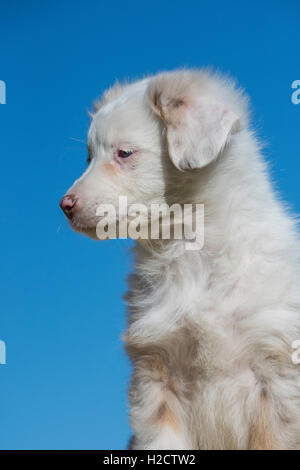 Acht Wochen alte Red Merle Australian Shepherd Dog, Welpen Stockfoto