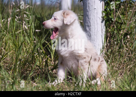 Acht Wochen alte Red Merle Australian Shepherd Hund, Welpe, sitzend Stockfoto