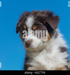 Acht Wochen alte Red Tri Australian shepherd Hund, Welpe Stockfoto