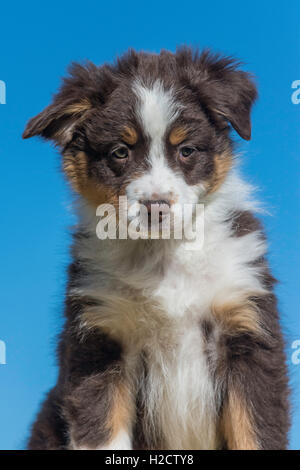 Acht Wochen alte Red Tri Australian shepherd Hund, Welpe Stockfoto