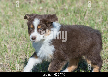 Acht Wochen alte Red Tri Australian shepherd Hund, Welpe, laufen Stockfoto