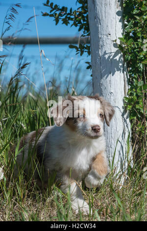 Acht Wochen alte Red Merle Australian Shepherd Hund, Welpe, laufen/spielen Stockfoto
