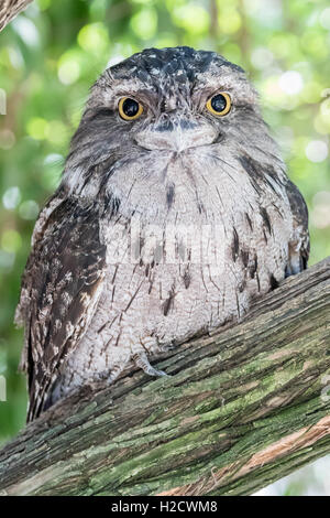 Tawny Frogmouth Eule Vogel auf einem Baum. Stockfoto