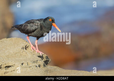 Afrikanischen schwarzen Austernfischer auf eine saubere, Rock, mit Blick aufs Meer und die Felsen in der sauberen Hintergrund verschwommen. Stockfoto