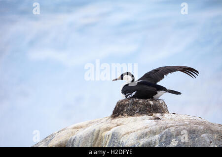 Ein Blue Eyed Shag auf dem Nest sitzen erstreckt sich einen Flügel in der Nähe von Port Lockroy, Antarktis Stockfoto