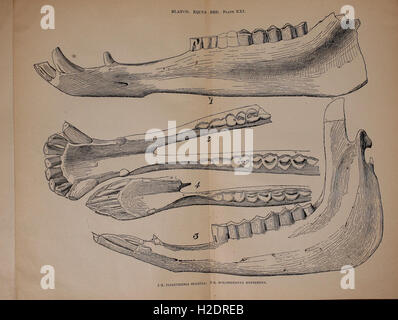 Einen vorläufigen Bericht über die vertebrate Paläontologie des Llano Estacado Stockfoto