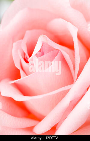 Rosa Rose Textur hautnah Stockfoto