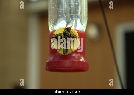 Wespen auf einem Hummingbird Feeder Stockfoto