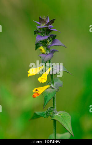 Kleine Kuh-Weizen (Melampyrum Sylvaticum), Blüte Stiel. Österreich Stockfoto