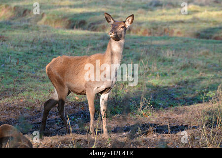 Rothirsch (Cervus Elaphus). Wachsamen Hind. Deutschland Stockfoto