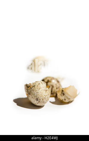 Eierschalen der Haussperling (Passer Domesticus) Singvogel, weißen Hintergrund gebrochen. Stockfoto