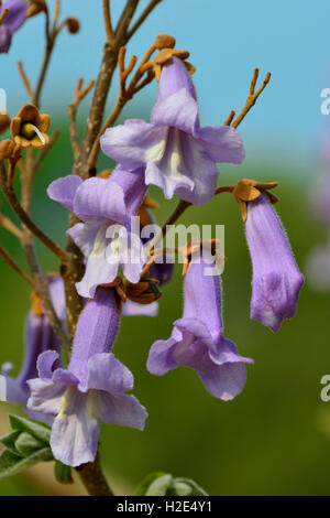 Königliche Paulownien (Paulownia Tomentosa), blühender Zweig. Deutschland Stockfoto