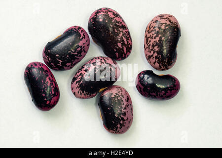 Runner Bean, Scarlet Runner (Phaseolus Coccineus). Samen (Bohnen). Studio Bild vor einem weißen Hintergrund. Deutschland Stockfoto