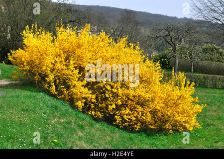 Forsythien (Forsythia x Intermedia). Blühender Strauch. Deutschland Stockfoto