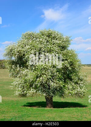 Wildbirne (Pyrus Pyraster), blühender Baum im Frühling. Deutschland Stockfoto