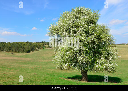 Wildbirne (Pyrus Pyraster), blühender Baum im Frühling. Deutschland Stockfoto