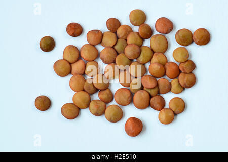Braune Linsen Pardina Linsen (Lens Culinaris). Kleine Haufen von getrockneten Linsen. Studio Bild vor einem weißen Hintergrund Stockfoto