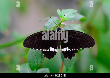 Gemeinsamen Mormone (Papilio Polytes Cyrus). Schmetterling auf einem Blatt Stockfoto