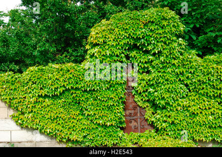 Japanische Creeper, Boston-Efeu (Parthenocissus Tricuspidata) überwältigend die Einfahrt zu einem Garten. Österreich Stockfoto