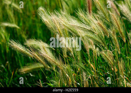 Wand-Gerste, False Gerste (Hordeum Murinum), Reifung Ohren. Österreich Stockfoto