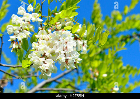 Falsche Akazie, Robinie, Robinie (Robinia Pseudoacacia), blühender Zweig. Deutschland Stockfoto