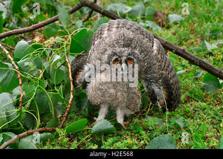 Waldohreule (Asio Otus). Owlet aus einem Baum während eines Gewitters auf den Boden gefallen. Aufgeblasen in Gefahr-Anzeige um größer aussehen. Deutschland.. Stockfoto