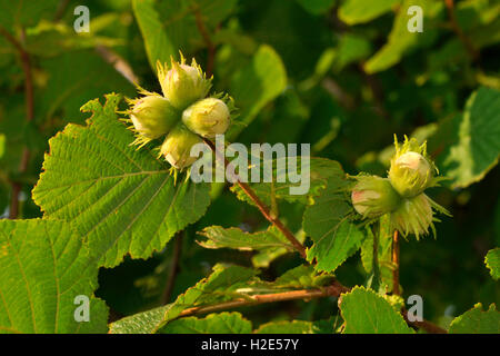 Gemeinsame Hasel (Corylus Avellana), reifen Nüssen auf Bush. Deutschland Stockfoto