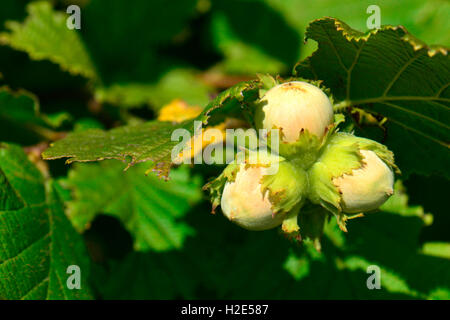 Gemeinsame Hasel (Corylus Avellana), reifen Nüssen auf Bush. Deutschland Stockfoto