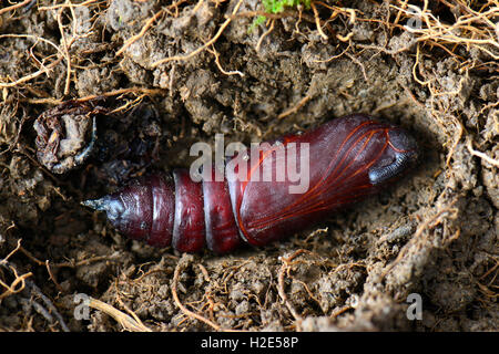 Liguster Hawk Moth (Sphinx Ligustri). Die ausgewachsene Raupe bildet eine lockere Kammer im Boden und Änderungen in einer braunen Kokon. Deutschland Stockfoto