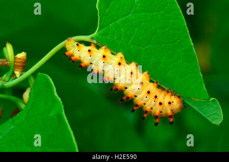 Südlichen Schwalbenschwanz (Zerynthia Polyxena), Raupe, ein Blatt zu essen. Österreich Stockfoto